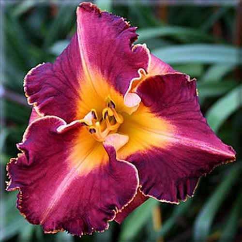 Bugle Boy, Kirchhoff, 2006 Bugle Boy, Kirchhoff, 2006