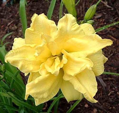 Double River Wye, Kropf, 1982 Double River Wye, Kropf, 1982