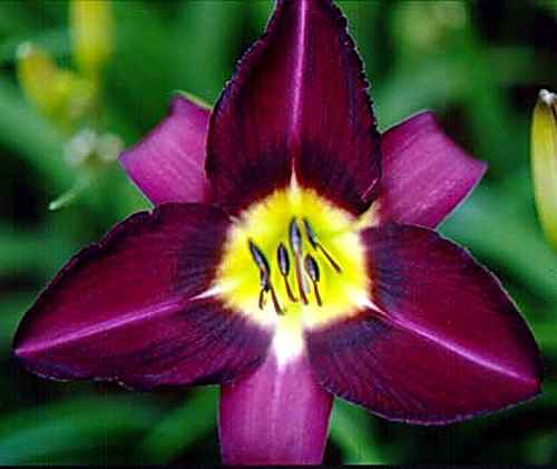 Violet Hour, Peck, 1978 Violet Hour, Peck, 1978