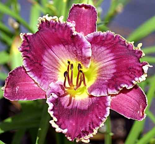 Viking Magic, Salter, 1996 Viking Magic, Salter, 1996