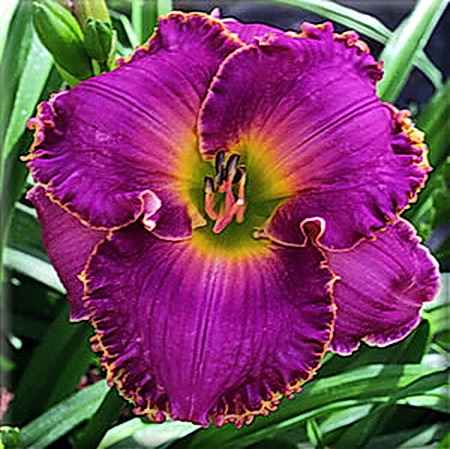 Undercurrent, Morss, 2000 Undercurrent, Morss, 2000