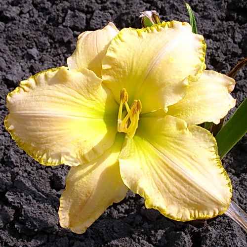 Untamed Glory, Salter, 1993 Untamed Glory, Salter, 1993