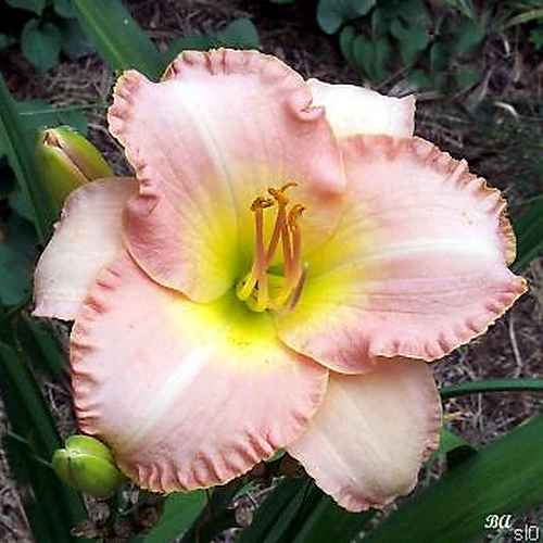 Uptown Girl, Stamile, 1993 Uptown Girl, Stamile, 1993