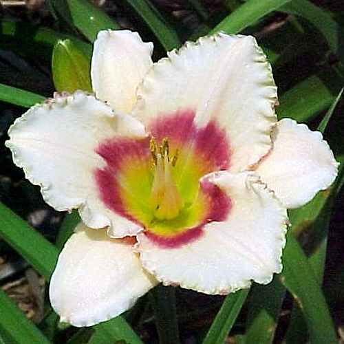 Vanilla Candy, Stamile, 1991 Vanilla Candy, Stamile, 1991