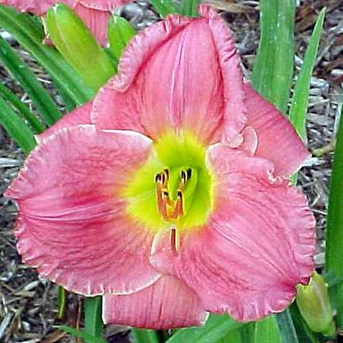 Vera Biaglow, Moldovan, 1984 Vera Biaglow, Moldovan, 1984