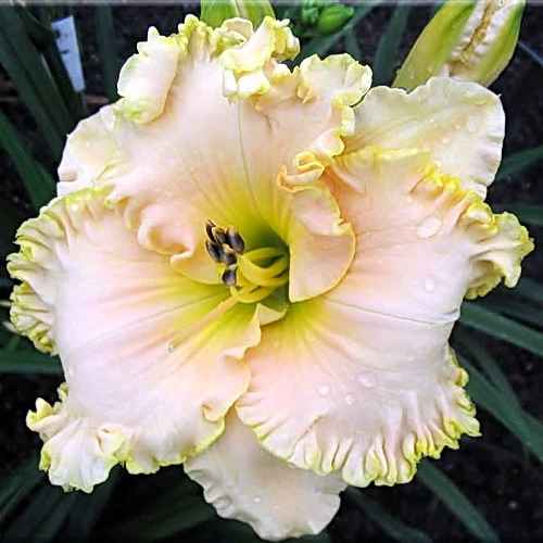 Victorian Lace, Stamile, 1999 Victorian Lace, Stamile, 1999