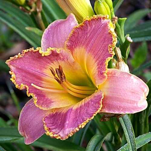 Victorian Principles, Salter, 1999 Victorian Principles, Salter, 1999