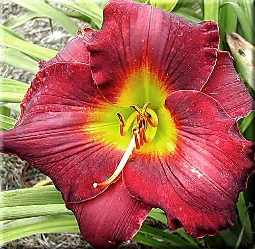 Vintage Bordeaux, Kirchhoff, 1986 Vintage Bordeaux, Kirchhoff, 1986