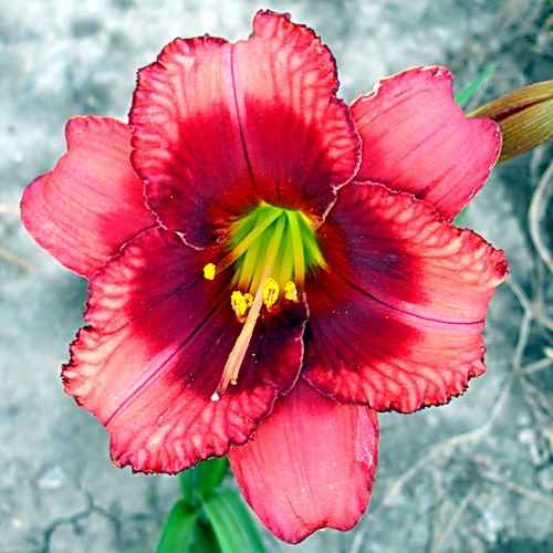 Virgil Earp, Stamile, 2004 Virgil Earp, Stamile, 2004