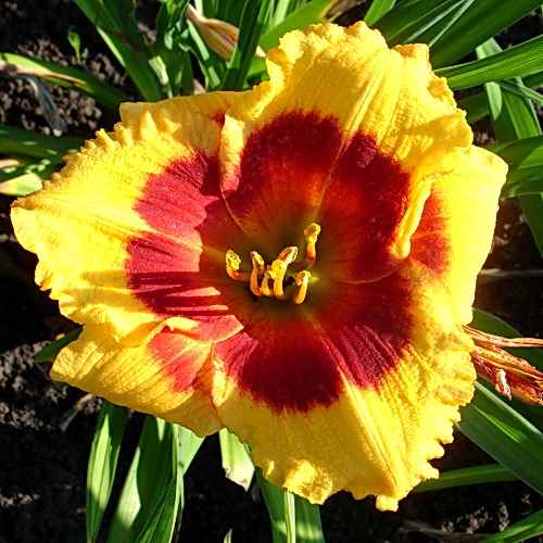 Volcanic Explosed, Carpenter, 1994 Volcanic Explosed, Carpenter, 1994