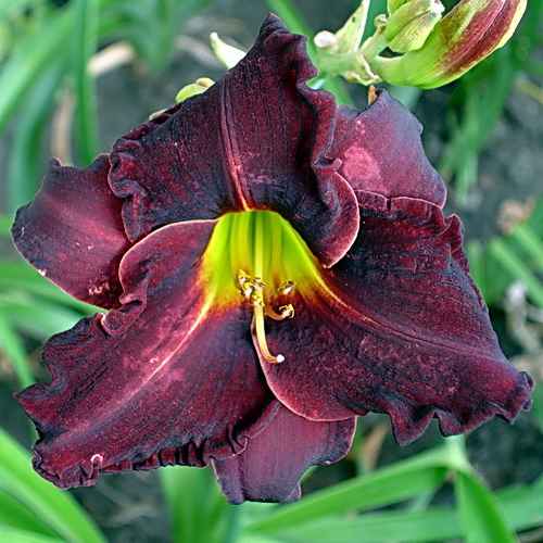 Zulu, Grosvenor, 1996 Zulu, Grosvenor, 1996