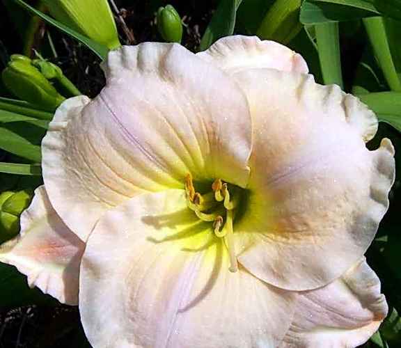 Zelma Gaye, Spalding, 1991 Zelma Gaye, Spalding, 1991