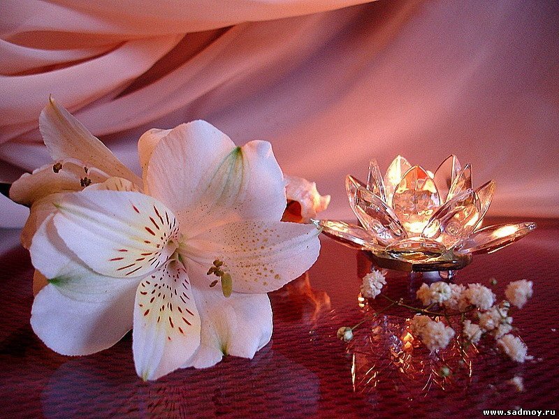 http://www.sadmoy.ru/_ph/12/20138189.jpg