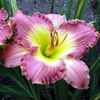 Chance Encounter, Stamile, 