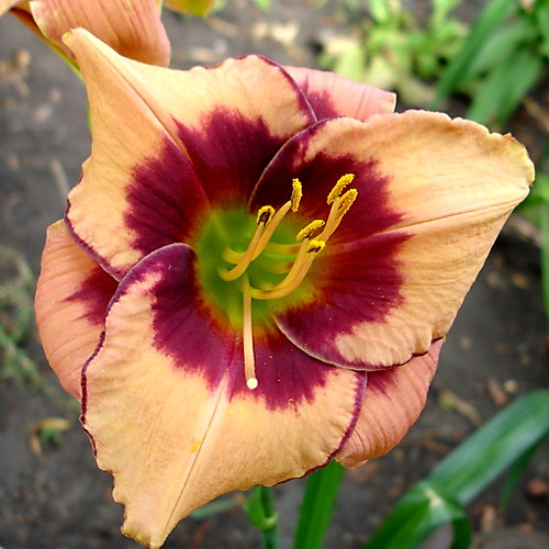 Distant Galaxy, , 1998 Distant Galaxy, , 1998