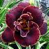 Night Embers, Stamile, 